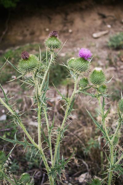 Cirsium vulgare subsp. silvaticum, Cardo asinino, Baldu de S. Juanne, Cadr'e mobentis