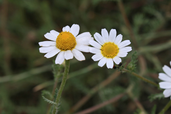 Cladanthus mixtus, Camomilla bicolore