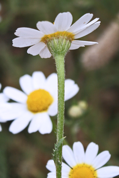 Cladanthus mixtus, Camomilla bicolore