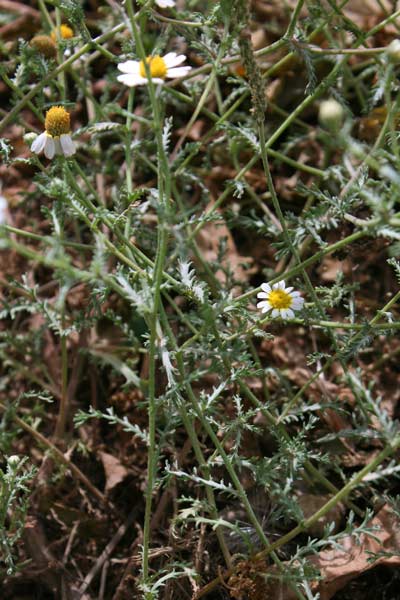 Cladanthus mixtus, Camomilla bicolore