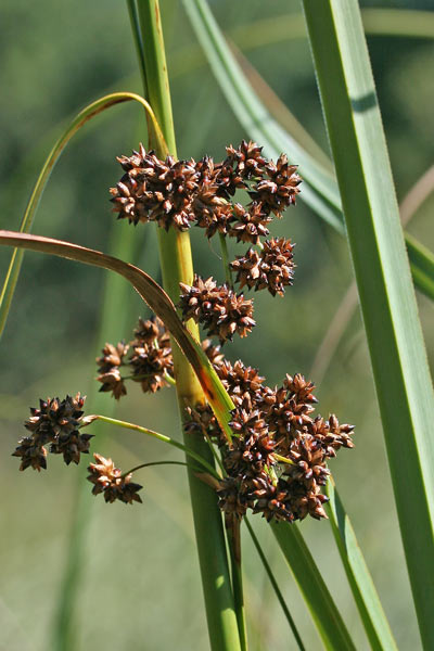 Cladium mariscus, Falasco, Panicastrello di palude, Scarzone, Serrago, Sinniga