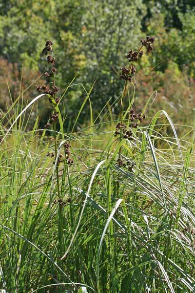 Cladium mariscus, Falasco, Panicastrello di palude, Scarzone, Serrago, Sinniga