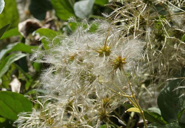 Clematis cirrhosa, Clematide cirrosa, Bidighinzu, Bintirinzu, Intrezzu, Itichinzu masedu, Pidighinzu, Rethi, Tretzu, Vitichignu