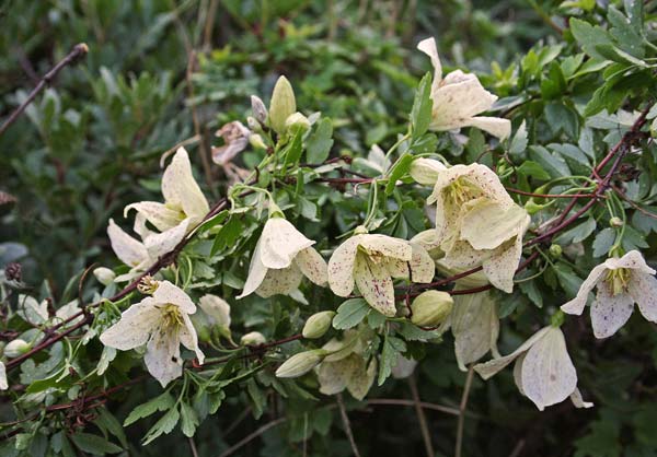 Clematis cirrhosa, Clematide cirrosa, Bidighinzu, Bintirinzu, Intrezzu, Itichinzu masedu, Pidighinzu, Rethi, Tretzu, Vitichignu