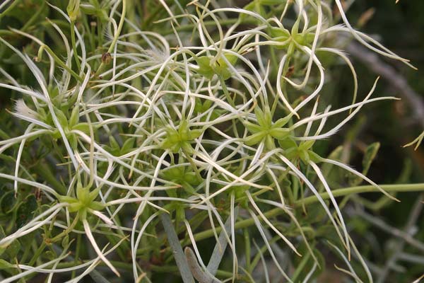 Clematis flammula, Fiammola, Vitalba fiammella, Benzillu, Mossorgia, Theredda, Urzula