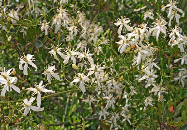 Clematis flammula, Fiammola, Vitalba fiammella, Benzillu, Mossorgia, Theredda, Urzula