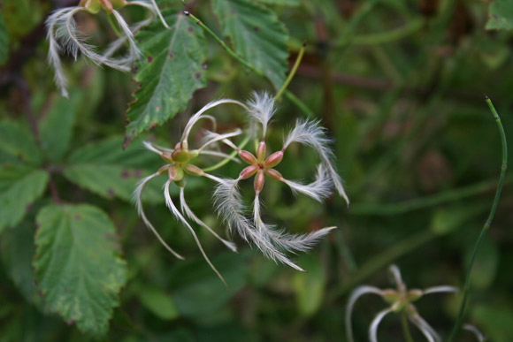 Clematis vitalba, Clematide vitalba, Erba dei cenciosi, Viorna, Clematis vitalba, Clematide vitalba, Erba dei cenciosi, Viorna, Antzara, Atzara, Aursara, Aussara, Bidighinzu, Isterzu, Sterzu, Vide bianca