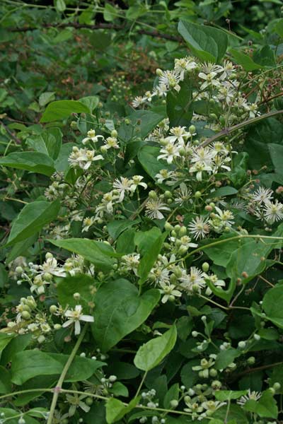 Clematis vitalba, Clematide vitalba, Erba dei cenciosi, Viorna, Clematis vitalba, Clematide vitalba, Erba dei cenciosi, Viorna, Antzara, Atzara, Aursara, Aussara, Bidighinzu, Isterzu, Sterzu, Vide bianca