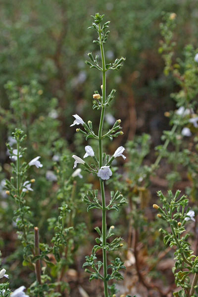 Clinopodium nepeta subsp. spruneri, Nepetella, Bragamonti, Bragamotta, Nebida, Nebidedda, Nepeda, Nepida