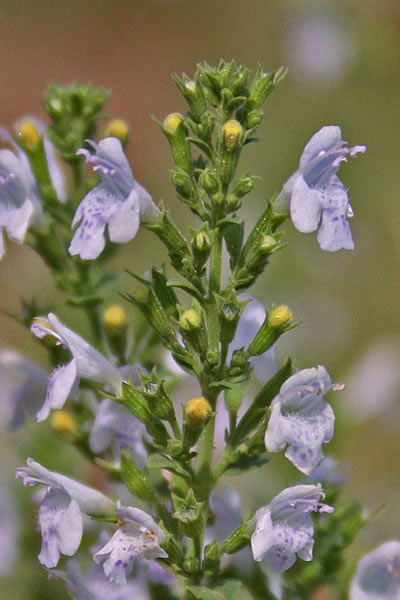 Clinopodium nepeta subsp. spruneri, Nepetella, Bragamonti, Bragamotta, Nebida, Nebidedda, Nepeda, Nepida