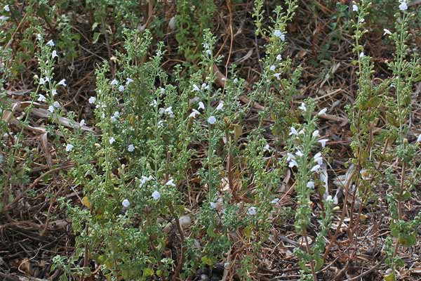 Clinopodium nepeta subsp. spruneri, Nepetella, Bragamonti, Bragamotta, Nebida, Nebidedda, Nepeda, Nepida