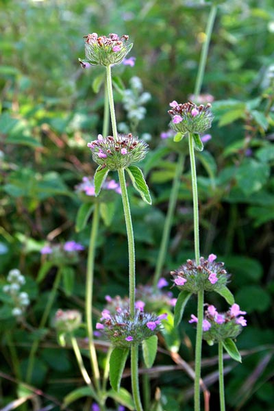 Clinopodium vulgare subsp. arundanum, Clinopodio dei boschi