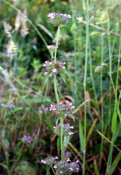 Clinopodium vulgare subsp. arundanum, Clinopodio dei boschi
