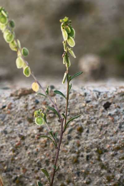 Clypeola jonthlaspi, Clipeola