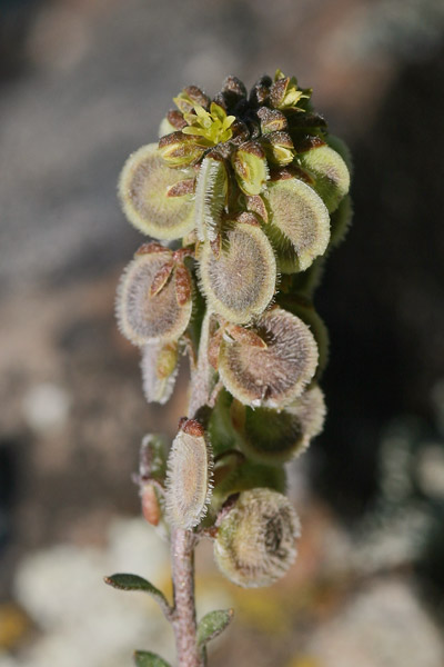 Clypeola jonthlaspi, Clipeola