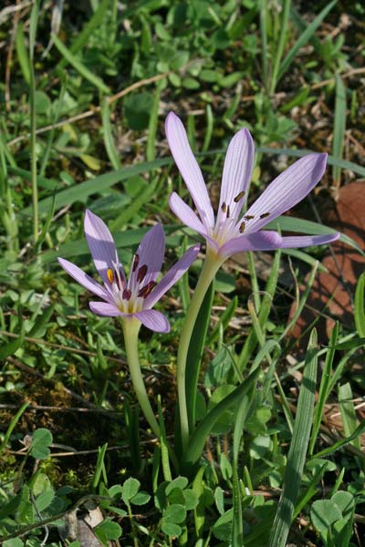 Colchicum cupanii, Colchico di Cupani, Castangiola