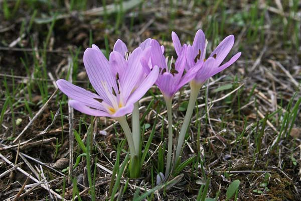 Colchicum cupanii, Colchico di Cupani, Castangiola