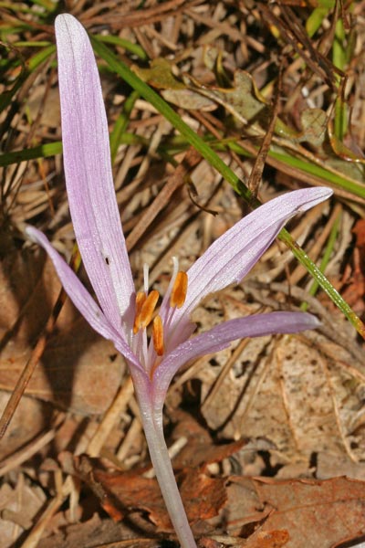 Colchicum longifolium, Colchico a foglie allungate