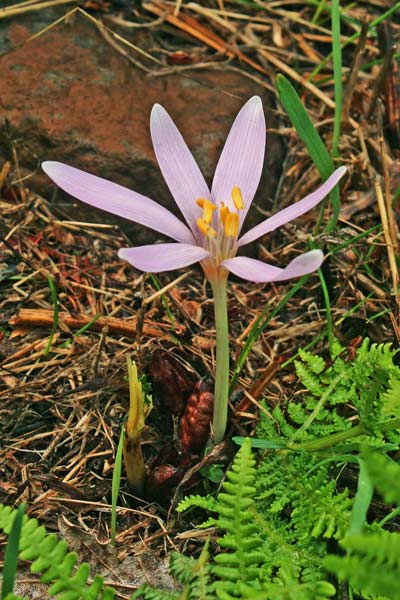 Colchicum longifolium, Colchico a foglie allungate