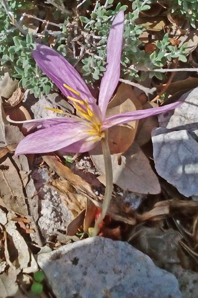 Colchicum lusitanum, Colchico portoghese, Castangiola