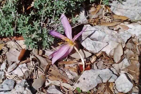 Colchicum lusitanum, Colchico portoghese, Castangiola