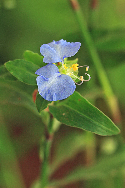 Commelina erecta, Commelina eretta,  Erba miseria eretta