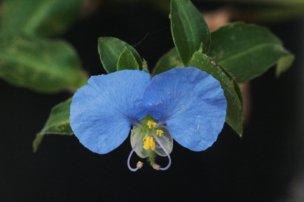 Commelina erecta, Commelina eretta,  Erba miseria eretta