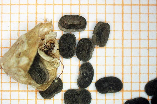 Commelina erecta, Commelina eretta,  Erba miseria eretta