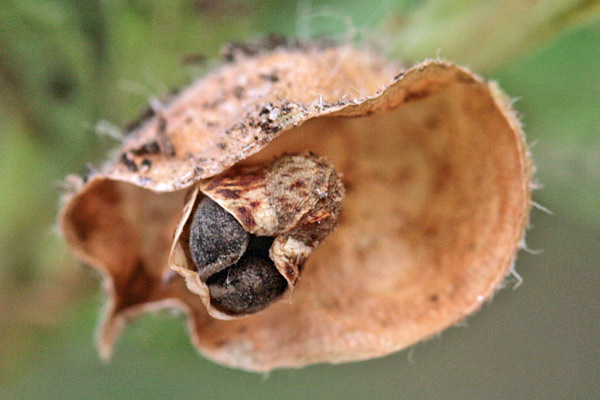 Commelina erecta, Commelina eretta,  Erba miseria eretta