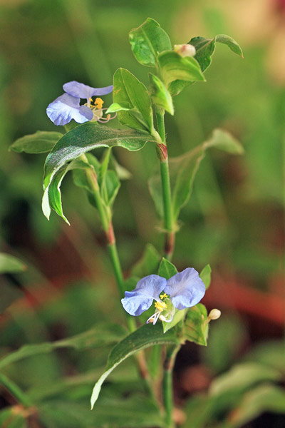 Commelina erecta, Commelina eretta,  Erba miseria eretta 