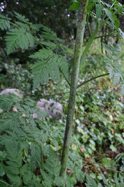 Conium maculatum, Cicuta di Socrate, Bidduri, Budduri, Cicuta feurredda, Feurra pudescia, Imbriaga molentis, Lau cuaddinu, Pisciafurru, Udduru, Zicuta