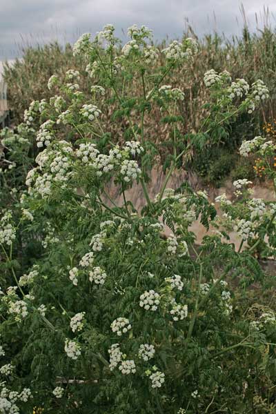 Conium maculatum, Cicuta di Socrate, Bidduri, Budduri, Cicuta feurredda, Feurra pudescia, Imbriaga molentis, Lau cuaddinu, Pisciafurru, Udduru, Zicuta