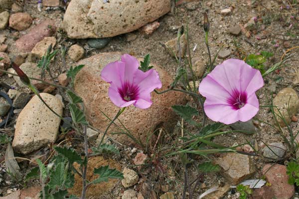 Convolvulus althaeoides, Vilucchio rosso, Aligadorza, Malamida, Melamida