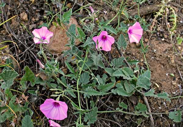 Convolvulus althaeoides, Vilucchio rosso, Aligadorza, Malamida, Melamida