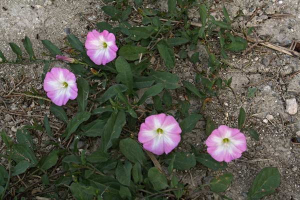 Convolvulus arvensis, Vilucchio comune, Ligadorza, Melamida, Mimira