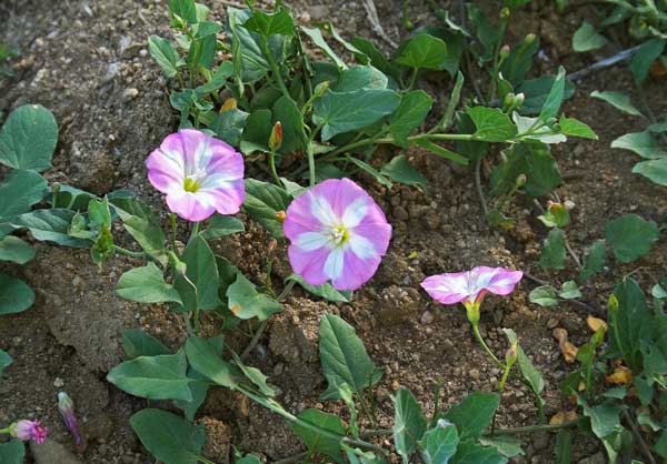 Convolvulus arvensis, Vilucchio comune, Ligadorza, Melamida, Mimira