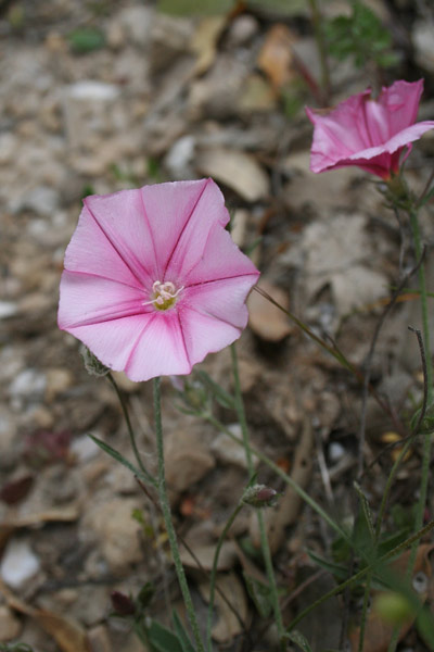 Convolvulus cantabrica, Erba bicchierina, Vilucchio bicchierino, Melamidedda