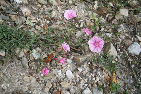 Convolvulus cantabrica, Erba bicchierina, Vilucchio bicchierino, Melamidedda