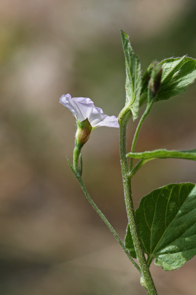 Convolvulus siculus subsp. elongatus, Vilucchio allungato, Campanedda, Ligadorza