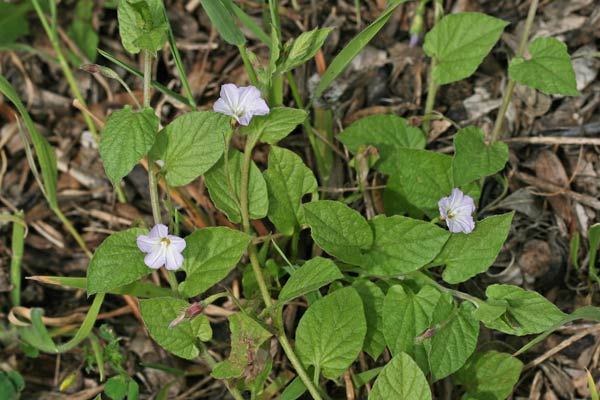 Convolvulus siculus subsp. elongatus, Vilucchio allungato, Campanedda, Ligadorza