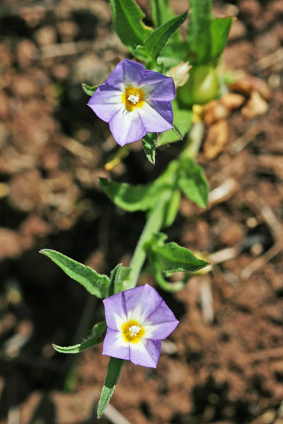 Convolvulus pentapetaloides, Vilucchio a cinque petali