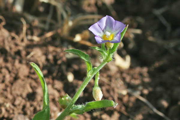 Convolvulus pentapetaloides, Vilucchio a cinque petali