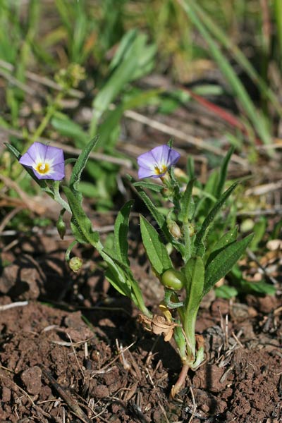 Convolvulus pentapetaloides, Vilucchio a cinque petali