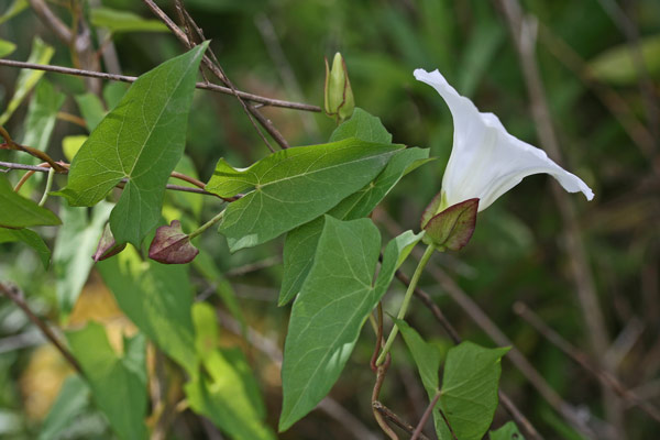 Convolvulus sepium, Campanelle, Convolvolo delle siepi, Vilucchio bianco, Vilucchione, Melamida manna, Mimira manna