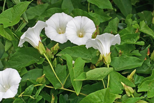 Convolvulus sepium, Campanelle, Convolvolo delle siepi, Vilucchio bianco, Vilucchione, Melamida manna, Mimira manna