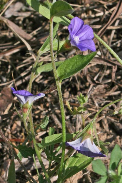 Convolvulus siculus, Vilucchio siciliano, Campanedda, Ligadorza