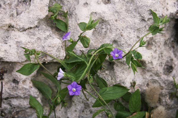 Convolvulus siculus, Vilucchio siciliano, Campanedda, Ligadorza