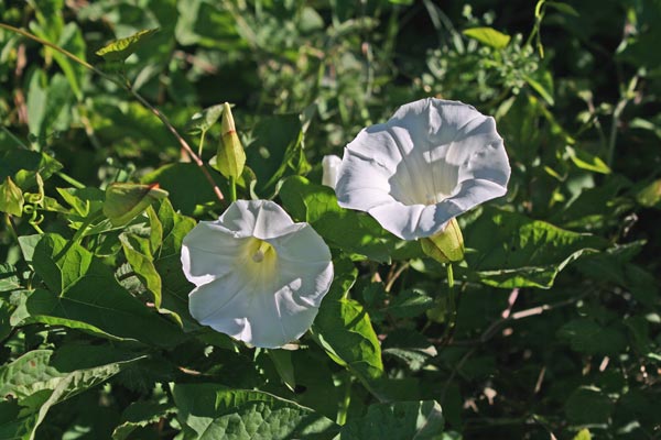 Convolvulus silvaticus, Vilucchio maggiore, Melamida manna