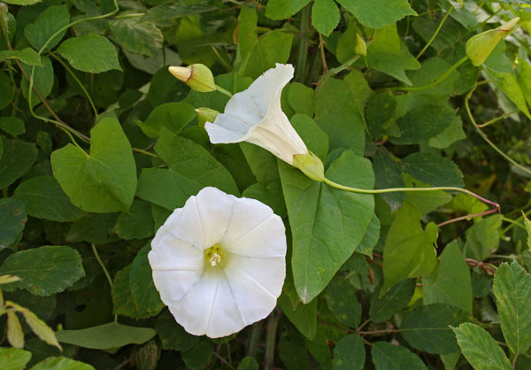 Convolvulus silvaticus, Vilucchio maggiore, Melamida manna