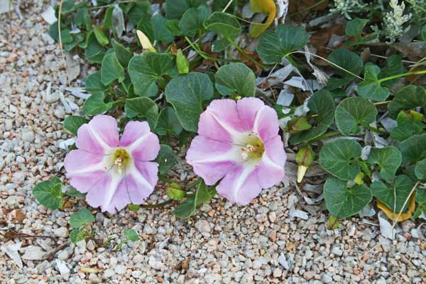 Convolvulus soldanella, Concolvolo di mare, Vilucchio marittimo, Campaneddas de mari, Melamida de mari
